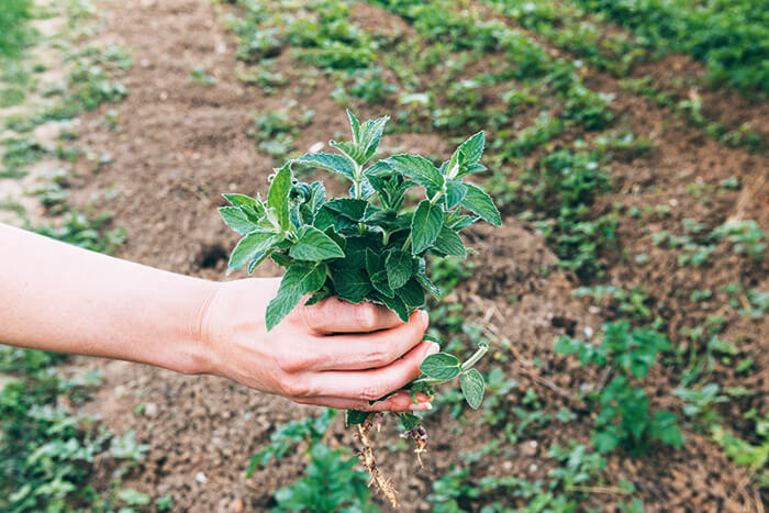 cultivo de plantas